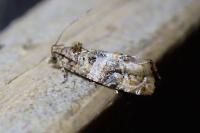 Lobesia botrana