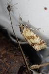 Aethes williana