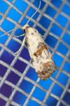 Neocochylis hybridella