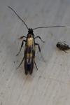 Euspilapteryx auroguttella