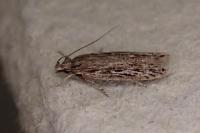Gelechia senticetella