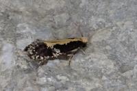 Monopis obviella