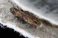 Scrobipalpa ocellatella