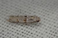 Symmocoides oxybiella