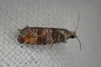 Clavigesta purdeyi