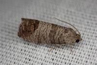 Cydia pomonella