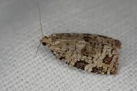 Dichelia histrionana