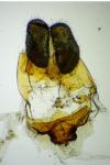 Dichelia histrionana