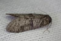 Penestoglossa dardoinella