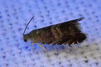 Strophedra nitidana