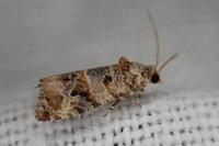 Lobesia botrana