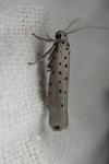 Yponomeuta sedella