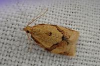 Clepsis consimilana