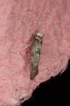Paraswammerdamia albicapitella