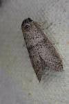 Penestoglossa dardoinella
