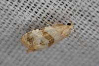 Phalonidia contractana