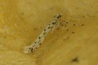 Povolnya leucapennella