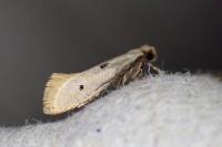 Tinea trinotella