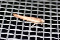 Zelleria hepariella
