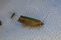 Lathronympha strigana