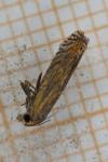 Lathronympha strigana