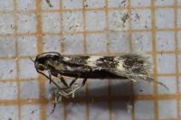 Apatema proteroclina