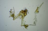 Teleiodes vulgella