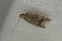 Teleiodes vulgella