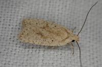 Agonopterix assimilella