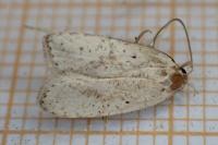 Agonopterix assimilella