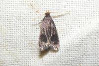 Anacampsis temerella