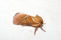 Triodia sylvina