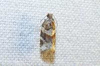 Argyrotaenia ljungiana