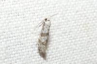 Scythropia crataegella