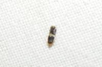 Ectoedemia