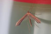 Emmelina monodactyla