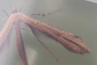 Emmelina monodactyla