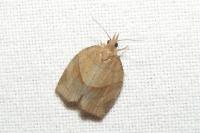 Pandemis dumetana