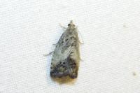 Cydia splendana