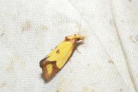 Agapeta zoegana