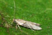 Scrobipalpa costella
