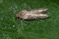 Scrobipalpa costella