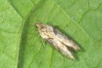 Scrobipalpa costella