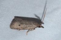 Ditula joannisiana