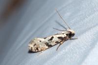Nemapogon nevadellus