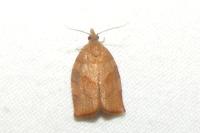 Pandemis heparana