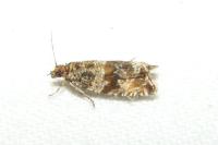 Celypha cespitana