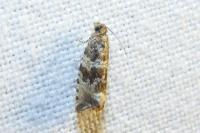 Celypha cespitana