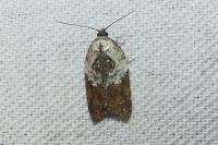 Acleris variegana