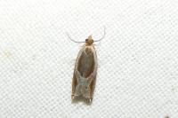 Ancylis unculana